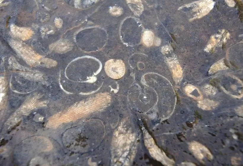 هتل Sahab Resort And Spa