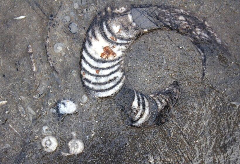 هتل Sahab Resort And Spa