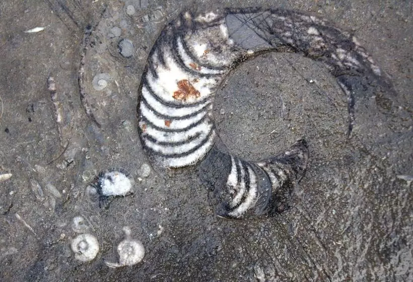 هتل Sahab Resort And Spa