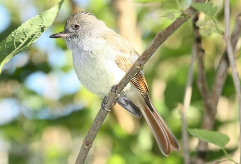 استراحتگاه Starlight Chalet