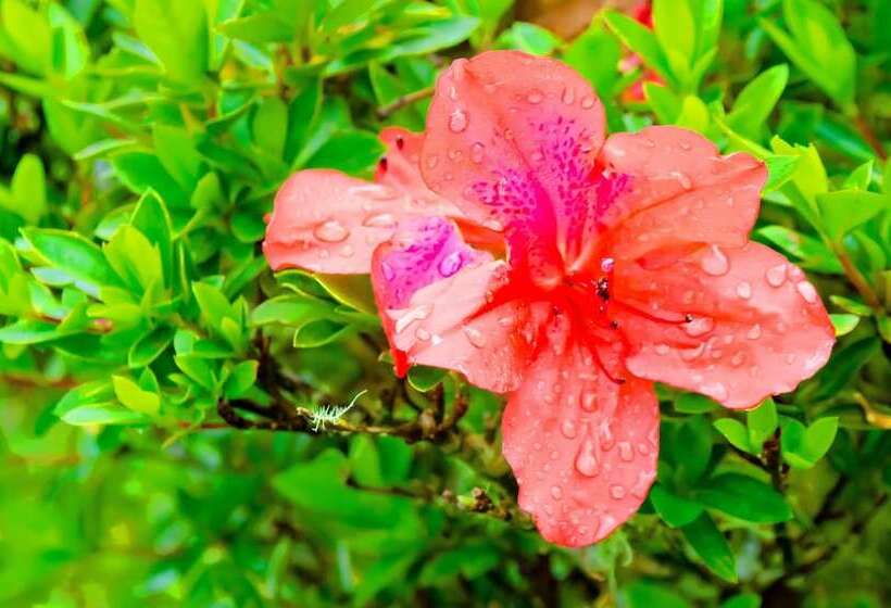 استراحتگاه Starlight Chalet