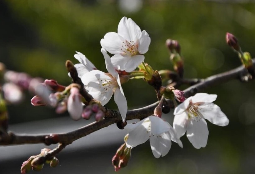 فندق Okumizuma Onsen