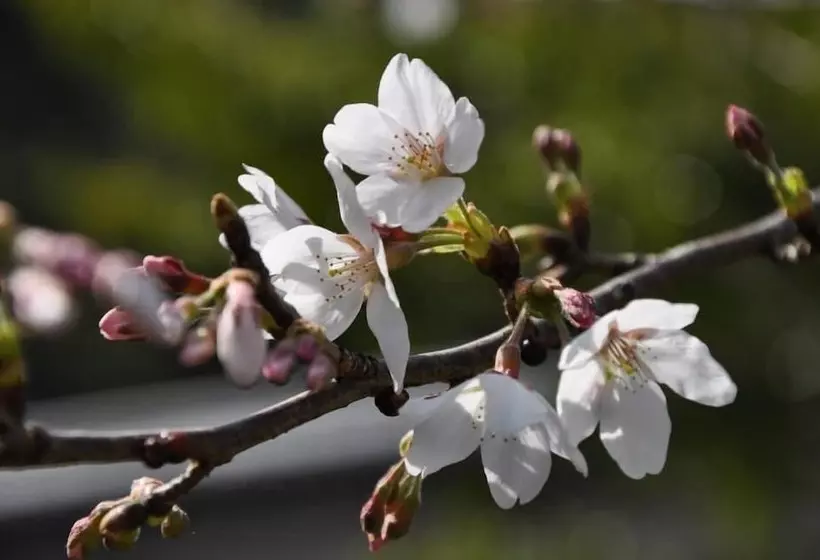 Отель Okumizuma Onsen