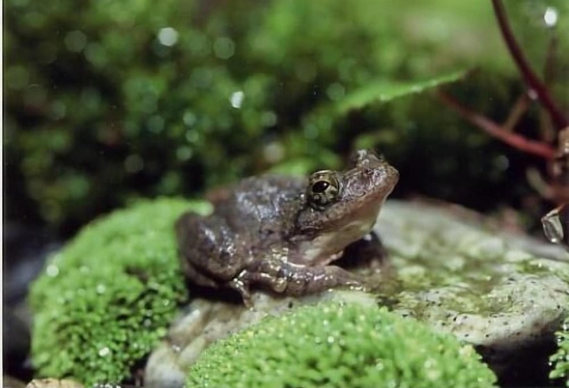 فندق Okumizuma Onsen