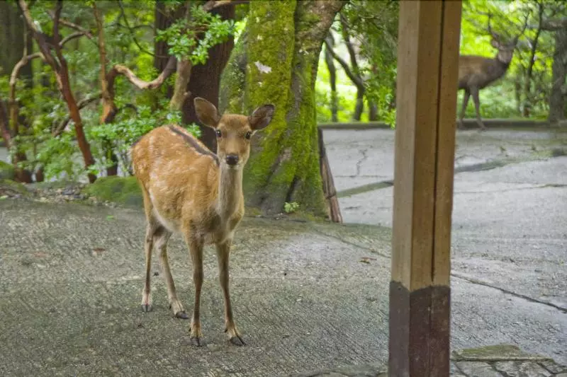 Рёкан Tsukihitei