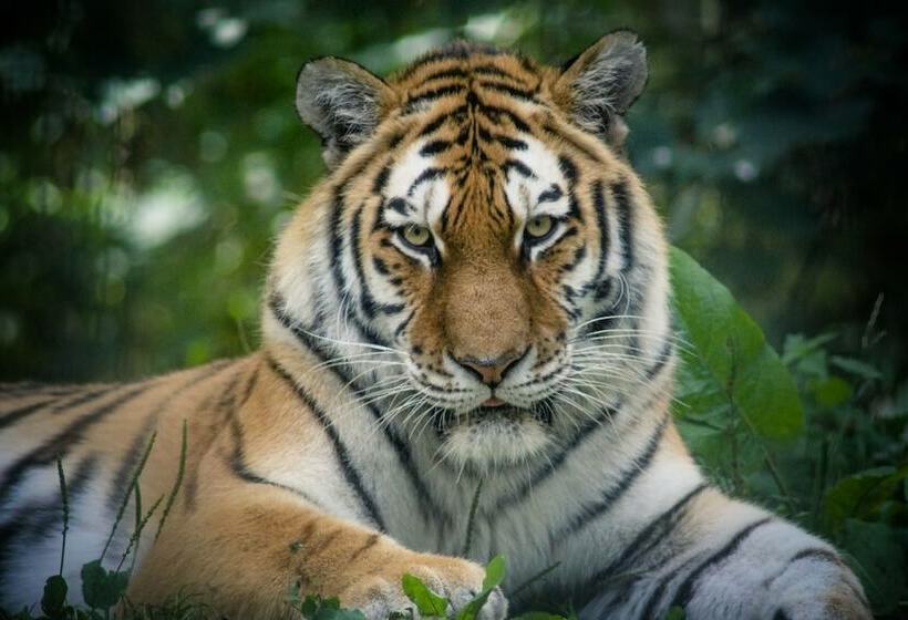 Hotel Pinewood At Port Lympne Reserve