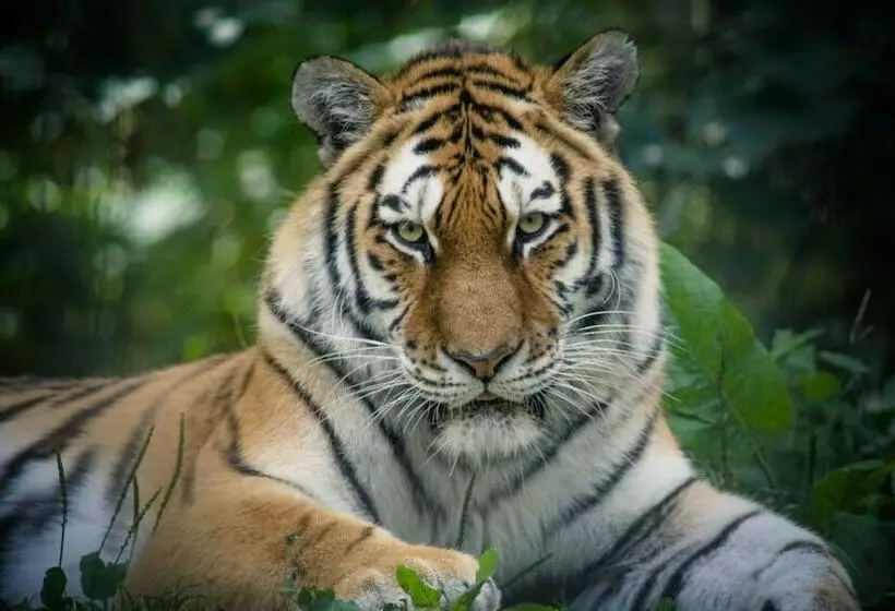 Hotelli Pinewood   At Port Lympne Reserve