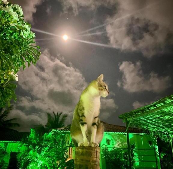 ベッドアンドブレックファースト Villa Corsica