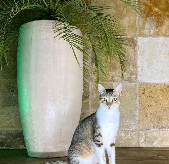 ベッドアンドブレックファースト Villa Corsica