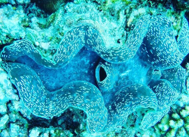 پانسیون Mariana Inn