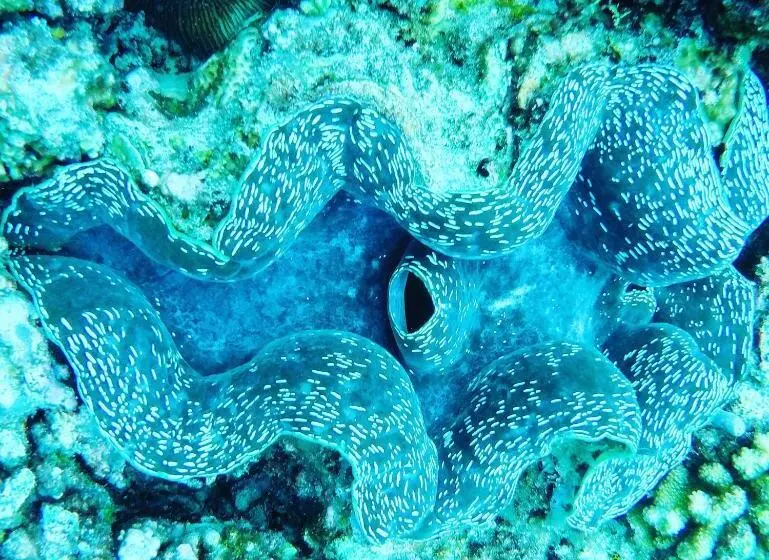 پانسیون Mariana Inn