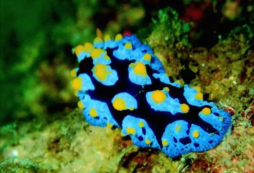 Retkeilymaja Bb Dorm Koh Kood