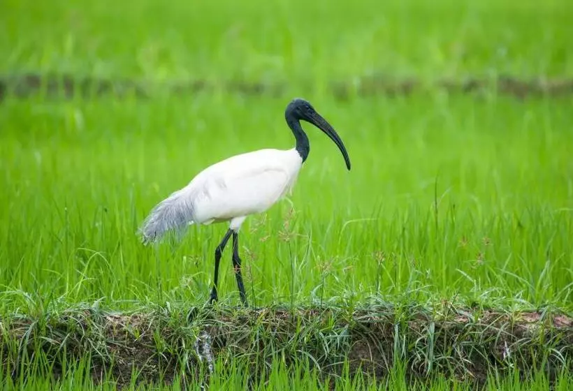Aamiaismajoitus (B&B) Lake View Cottage