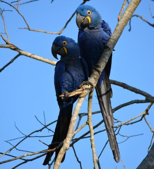 Bed and Breakfast Pantanal Ranch Meia Lua