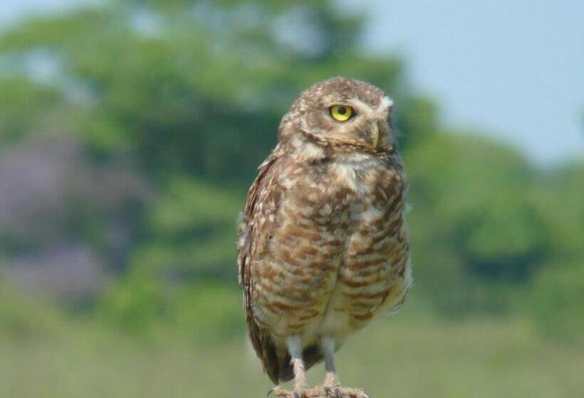 Bed and Breakfast Pantanal Ranch Meia Lua