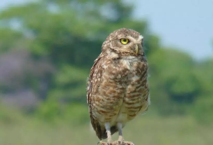 Aamiaismajoitus (B&B) Pantanal Ranch Meia Lua