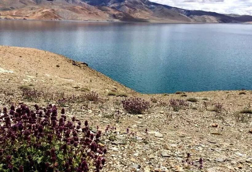 Tsomoriri Hotel Lake View