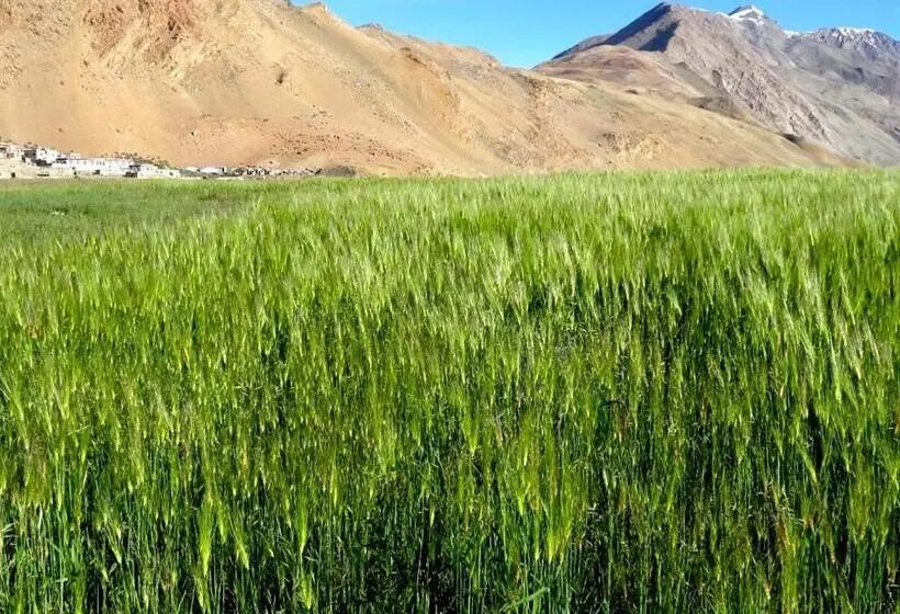 Tsomoriri Hotel Lake View