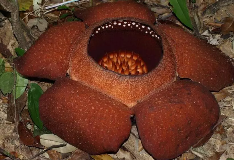 Khaosok Palmview Resort