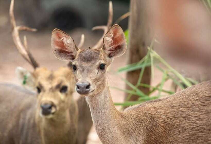 אתר נופש Ratchapruek Lanna Boutique