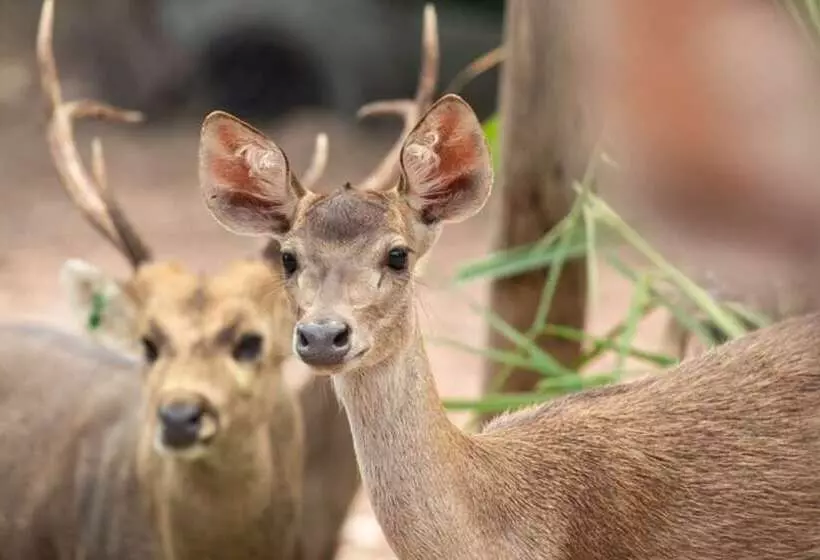 Resort Ratchapruek Lanna Boutique