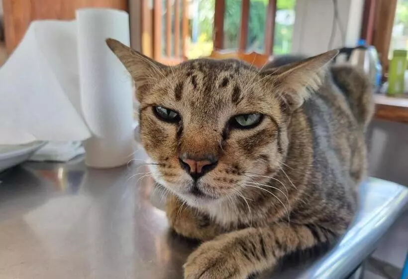 Majatalo Hello Sichang Bungalow