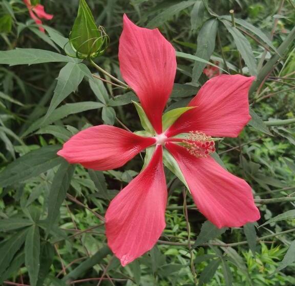 پانسیون Villa Havana Negril