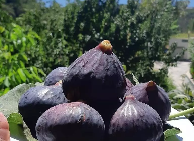 リゾートホテル Kazdağları Sağlıklı Yaşam Köyü