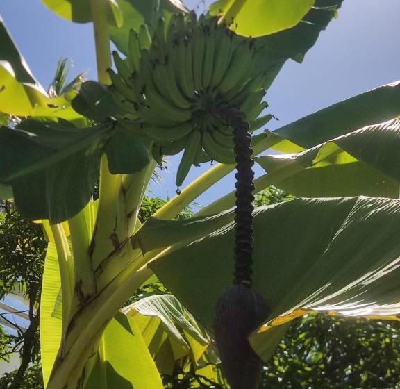 ホテル Milie Lounge Pousada