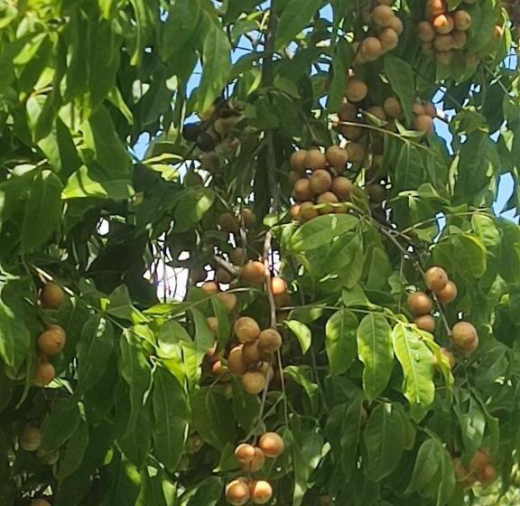 ホテル Milie Lounge Pousada