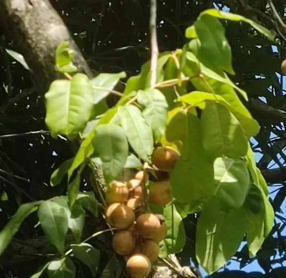 Hotelli Milie Lounge Pousada