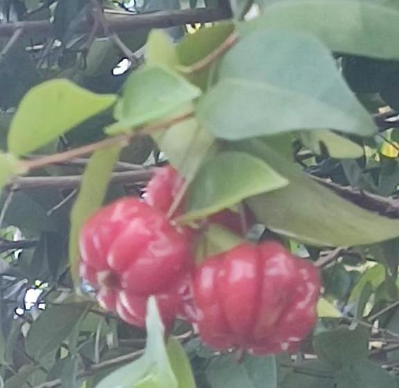 ホテル Milie Lounge Pousada