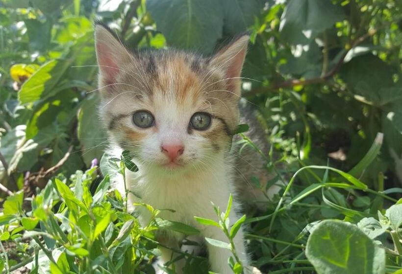 Pensió Budur Guest House