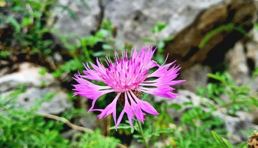 Pensió Budur Guest House