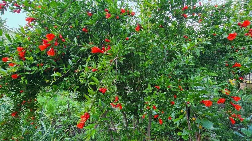 Pensió Budur Guest House
