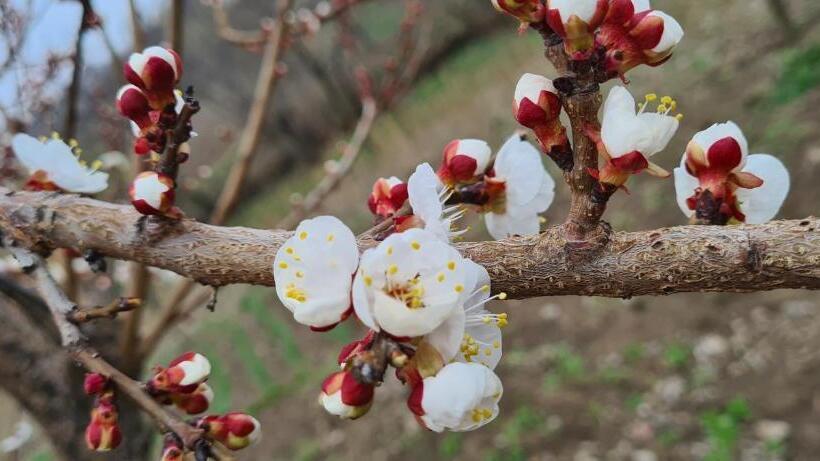 Pensió Budur Guest House