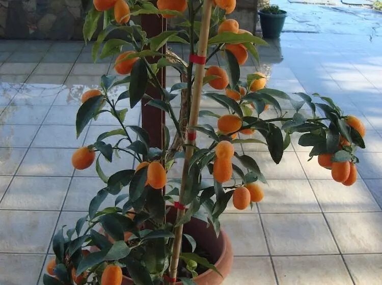 בית מלון כפרי Athina