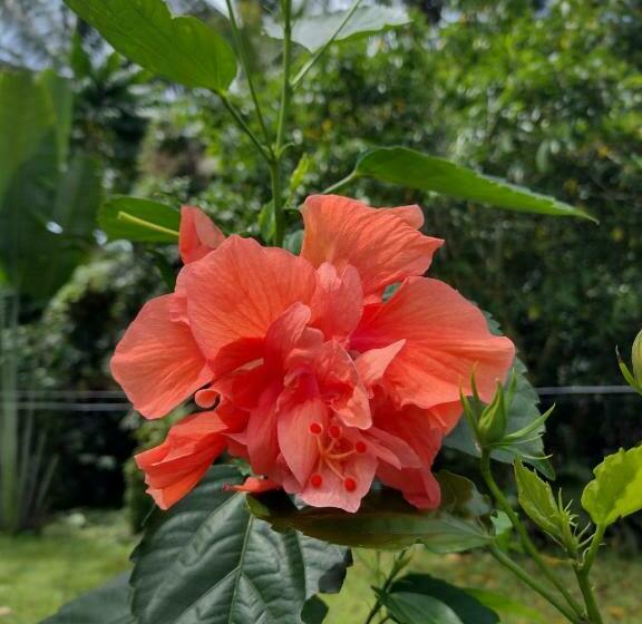 Hostel Happy Coconut Camiguin