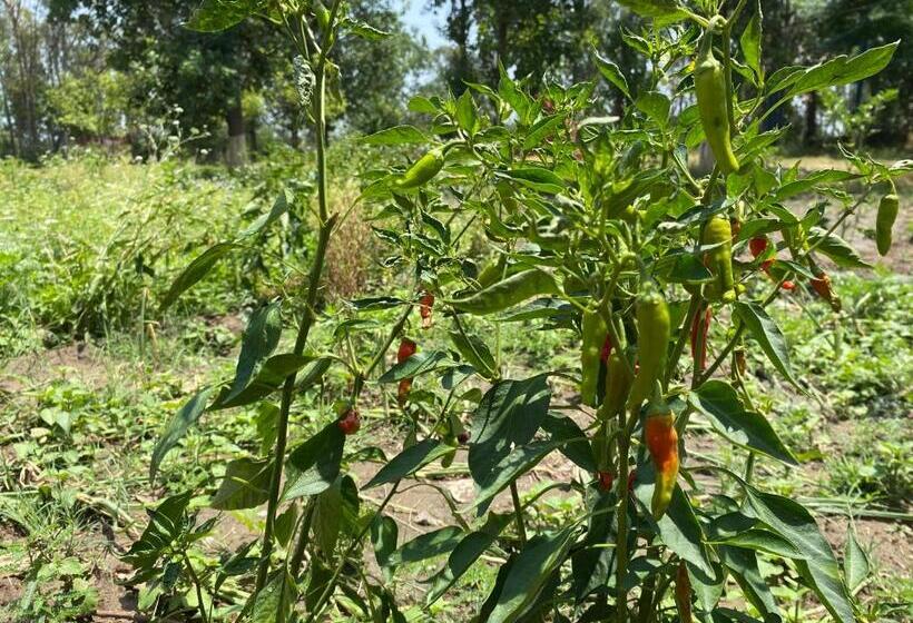 渡假胜地  Virsaa   The Captain S Mud Retreat