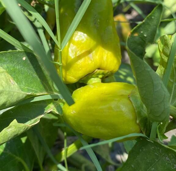 渡假胜地  Virsaa   The Captain S Mud Retreat