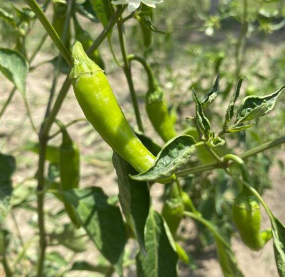 渡假胜地  Virsaa   The Captain S Mud Retreat