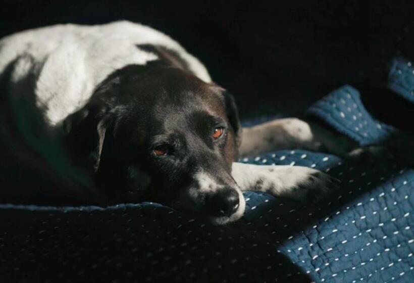 בית מלון כפרי Wylder Windham