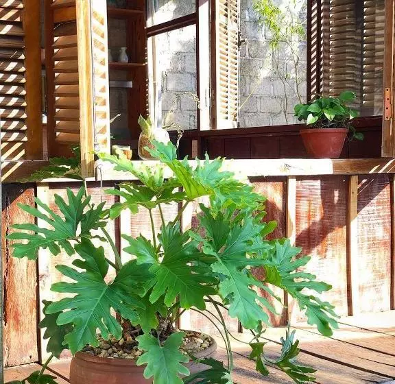 هتل Thênh Thang Home & Cafe