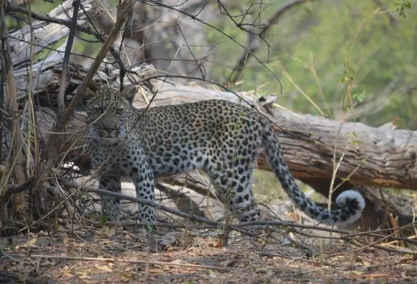 هتل White Sands Lodge