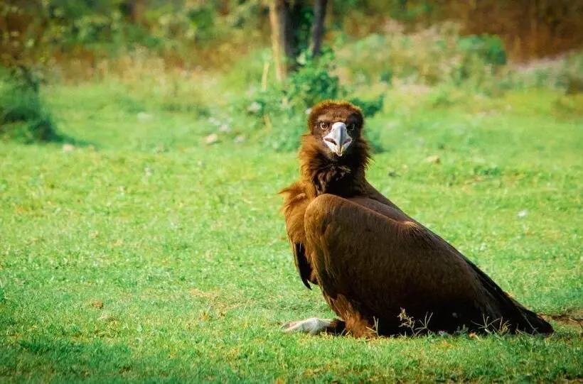 استراحتگاه Green Chwadi Nature Retreat