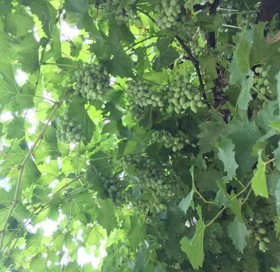 پانسیون Guesthouse Georgia Sagarejo