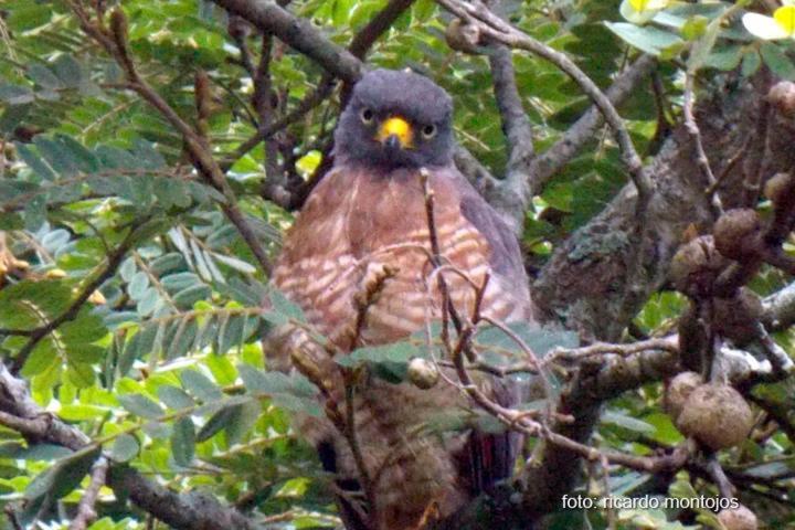 ユースホステル Pousada Jacu Acu