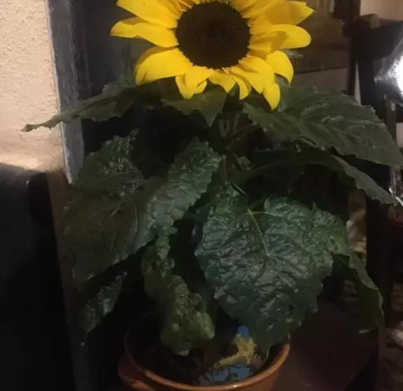ベッドアンドブレックファースト Il Girasole