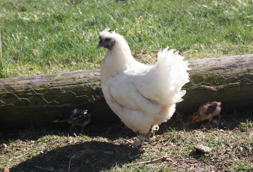 酒店 Råshults Gård