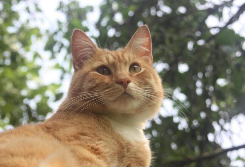 酒店 Råshults Gård